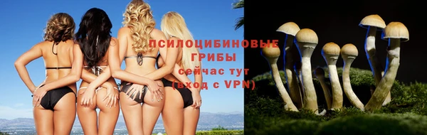 сатива Куйбышев